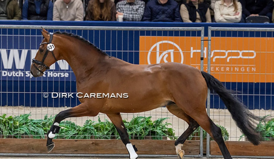 The Belgian owned 2026 KWPN reserve licensing champion Vamos Junior :: Photo © Dirk Caremans