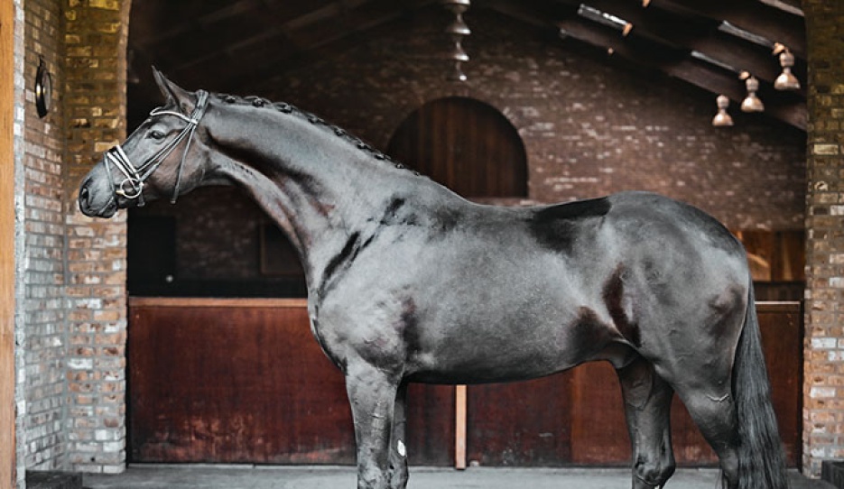 Maxle (by Montgomery X French Kiss X Quick Dancer)
