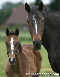 Dam Esperanza with her filly Espagnola, which sold at the Oldenburg elite auction to Staff-von Reitzenstein in Bad Rappenau, Germany