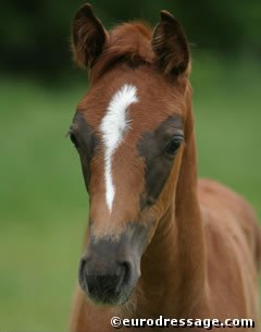 Florencio filly