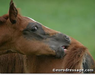 Florencio filly scratching