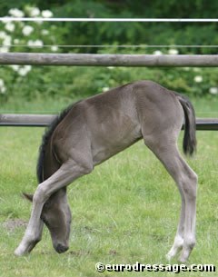 Ann Kitchel's Heidelieschen (by Sandro Hit x Rubinstein x Ramino)