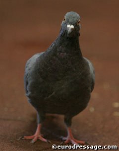 Percy the pigeon