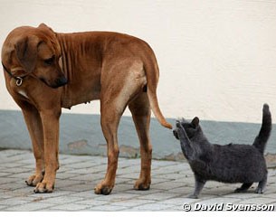 Windy with the cat