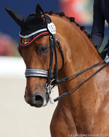 Silver bling noseband