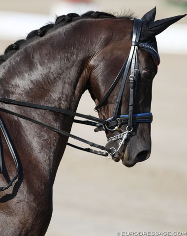 Kate Wiggins' Corona with blue rimmed noseband