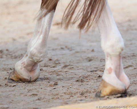 Interesting scratch marks on this horse's hindlegs