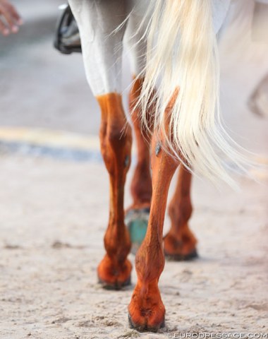 "Iodined" legs of an endurance horse walking by !!! ???