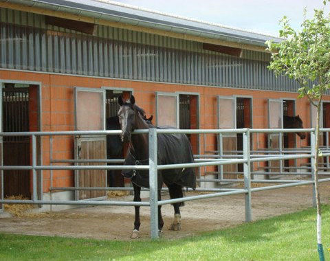 Paddock stalls