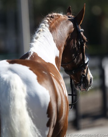 Koford and Sherry Koella's Adiah HP, a 12-year-old Friesian cross mare