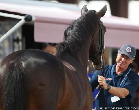 Why bother braiding for a horse inspection?!