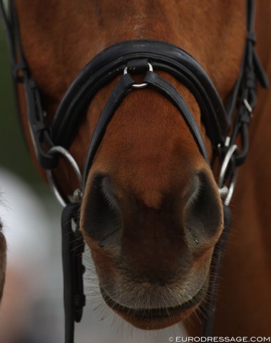 Interesting noseband