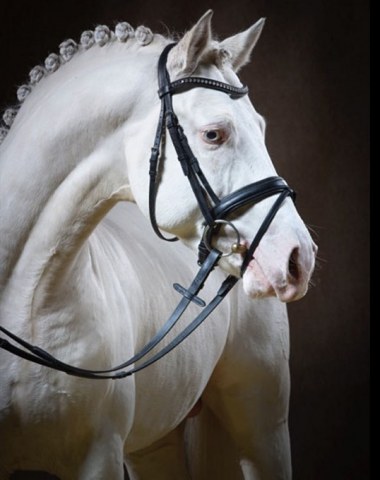 Golden West (by HET Golden Dream x FS Golden Moonlight) :: Photo © Guido Recki