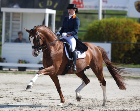 Thamar Zweistra and Hexagon's Double Dutch (by Johnson). The compact chestnut gelding is such a hard worker and almost an over-achiever, giving a bit too much in the ring which makes him hectic at times and croup high.