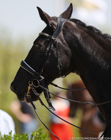 Tough luck for Norwegian Antonia Jacobsen. The noseband on Danny's bridle snapped right on the final diagonal of the Grand Prix test and she was forced to retire