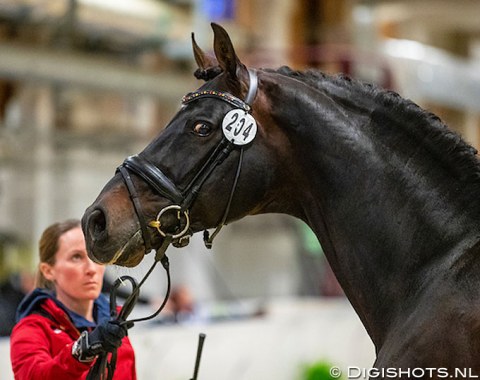 Helen Langehanenberg with the American owned 17-year old Hanoverian stallion Damsey (by Dressage Royal x Ritual)