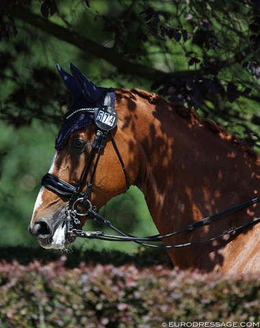 Horse and foliage