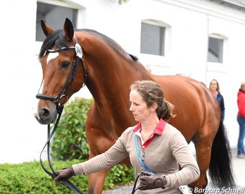 Judy Reynolds with her small tour horse Leroy Naeldeborg at the trot-up