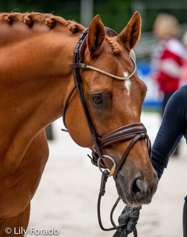 Cathrine Dufour's Atterupgaard's Cassidy