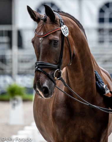 Will Dorothee Schneider and Showtime give Werth a big run for their money. The pair should have won at least two tests in Aachen.. let's see what happens in Rotterdam