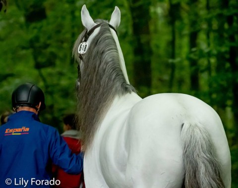 To braid or not to braid (for the horse inspection), that's the question.