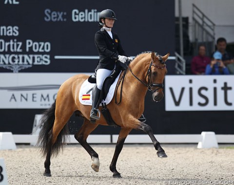 The horse with the best coat: Sonsoles Roldan Martinez' PRE Talisman LII (by Revoltoso XXIX x Duende XL)