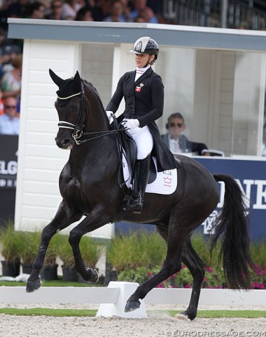 Danish GP team rider Anna Zibrandtsen has another big star for the future: UNO Don Olympic (by Don Olymbrio x Del Piero). Stunning horse with incredible gaits, but still very green for the level