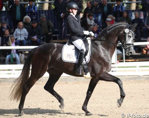 Janine Drissen on Guido Winkmann's Oldenburg stallion Black or White Bordeaux (by Bordeaux x Rohdiamant)