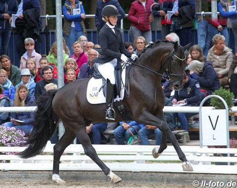 Danish Maria Falkner Hansen on Lone Boegh Henriksen's Danish bred Oldenburg Damon Gold (by Damon Hill x Furst Romancier). He's out of a Weihegold dam line