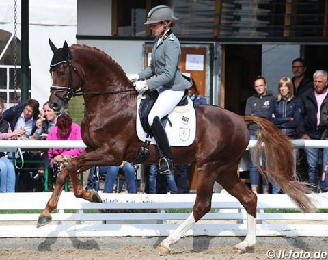 Catja Thomsen and Celle State stud's Hanoverian stallion Vidar (by Viscount x Edward)