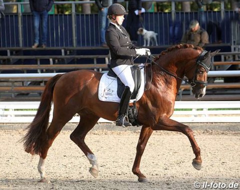 Ann-Cathrin Wienkamp on the Warendorf State Stud's Westfalian stallion Velvet (by Van Vivaldi x Fidermark)