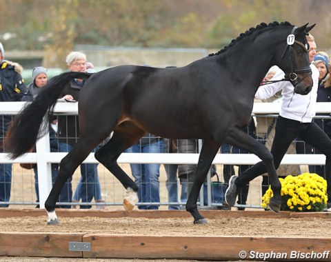 Heaven Dancer (by Kentucky x Kaiser Wilhelm) 