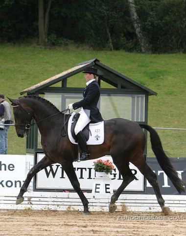 Silvano (by Rubinstein x Cocktail) - Shown in Verden by Swedish Gunilla Bystrom, went on to compete at international Grand Prix level by Patrik Kittel and Dorothee Schneider