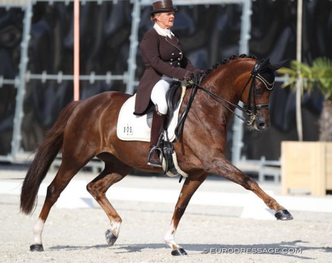 Dominique Mohimont on the mega talented Oldenburg mare Toureine du Meugon (by Donnerball x Wolkentanz II)