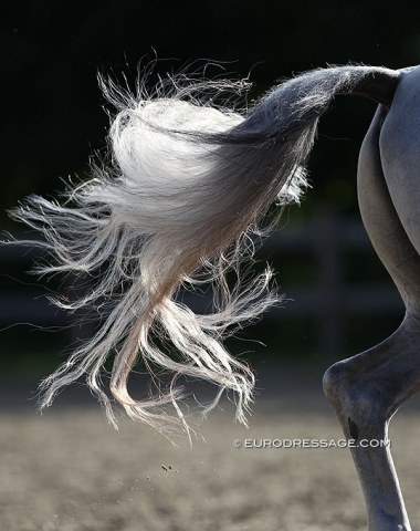 Backlit tail