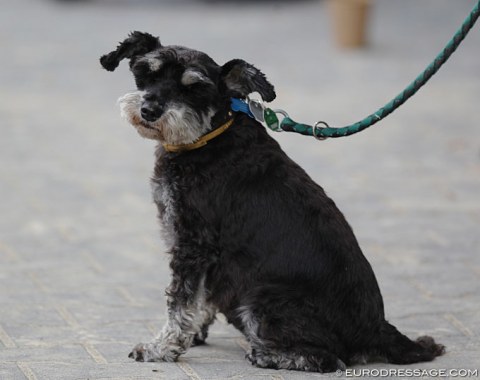 No horse shows without dogs