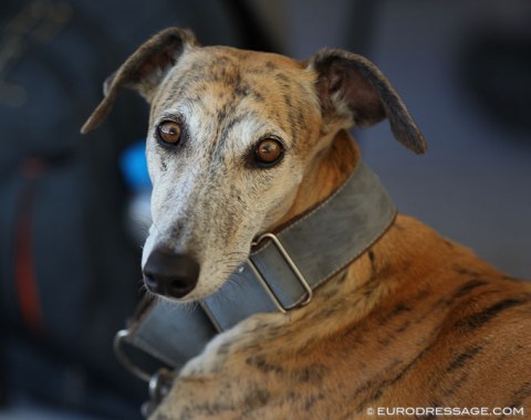It's a dog's life at horse shows
