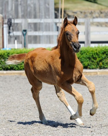 Foal for Sale: Bianca MSJ 