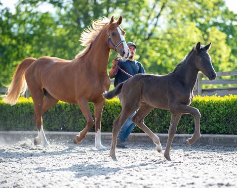 Foal for Sale: Joseph, Elite OLD (Jameson x Donnerhall x Landadel)