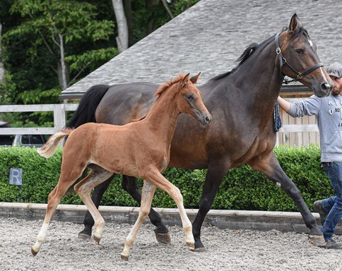 Foal for Sale: Sandy MSJ