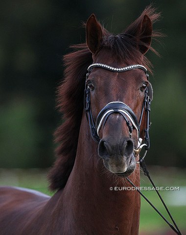 Fleau de Baian having a wild hair day at the horse inspection