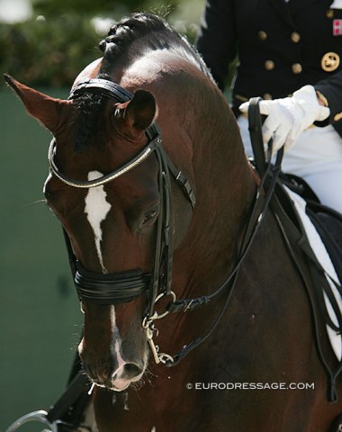 MünchhausenThis gorgeous Trakehner stallion started the international Grand Prix career of Danish-Luxembourg Fie Skarsoe. He enjoys his retirement now at his owner's yard, Gestut Wiesenhof in Krefeld.