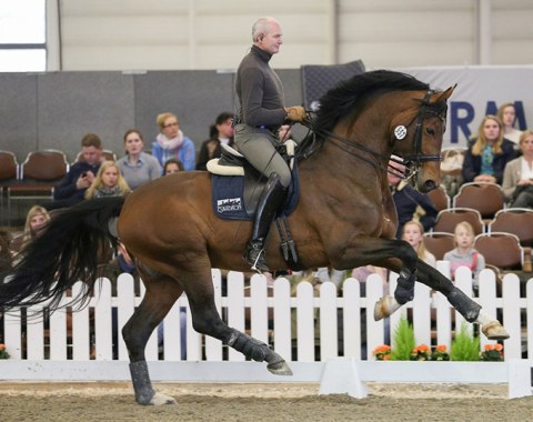 Escolar with his spectacular canter which he passes on to his offspring