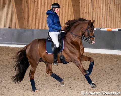 Paul Jöbstl schooling his new ride Bodyguard (by Burlington)