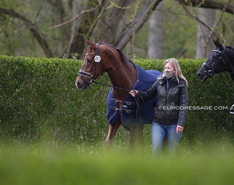 Just a Dream STRH being hand walked before the horse inspection