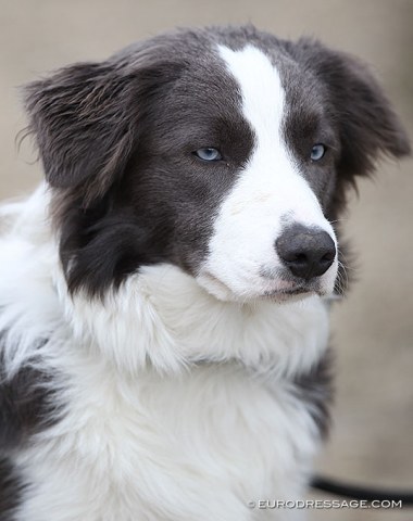 Blue eyed border collie