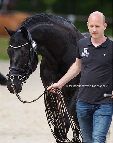 Gert-Jan van Olst's stallion Don Joe in a cavesson