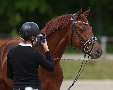 Jorinde Verwimp takes a picture of Veronique Engelen's Golddream van de Kempenhoeve