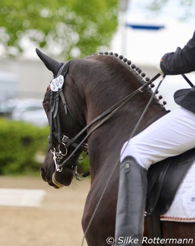 Steffen Zeibig’s elegant Hanoverian Feel Good who cannot deny Arogno as the dam’s sire.