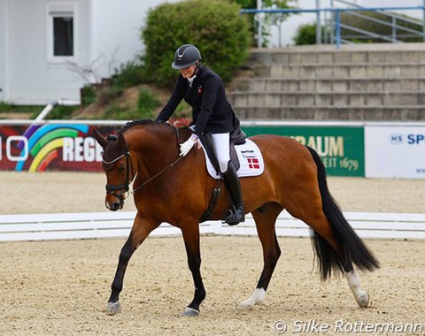 Danish Tina Jensen Ljumström Chabert initiates a stretch in the walk during  her test on the Danish bred Skovens Rosselli (by Romanov x Solos Landtinus)